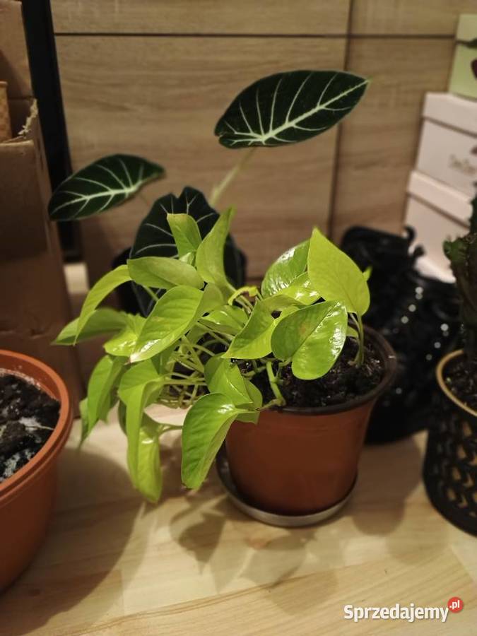 Kwiaty doniczkowe wszystko Lubartów