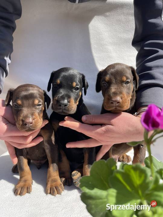 Doberman Piękne Szczenięta opolskie Walce
