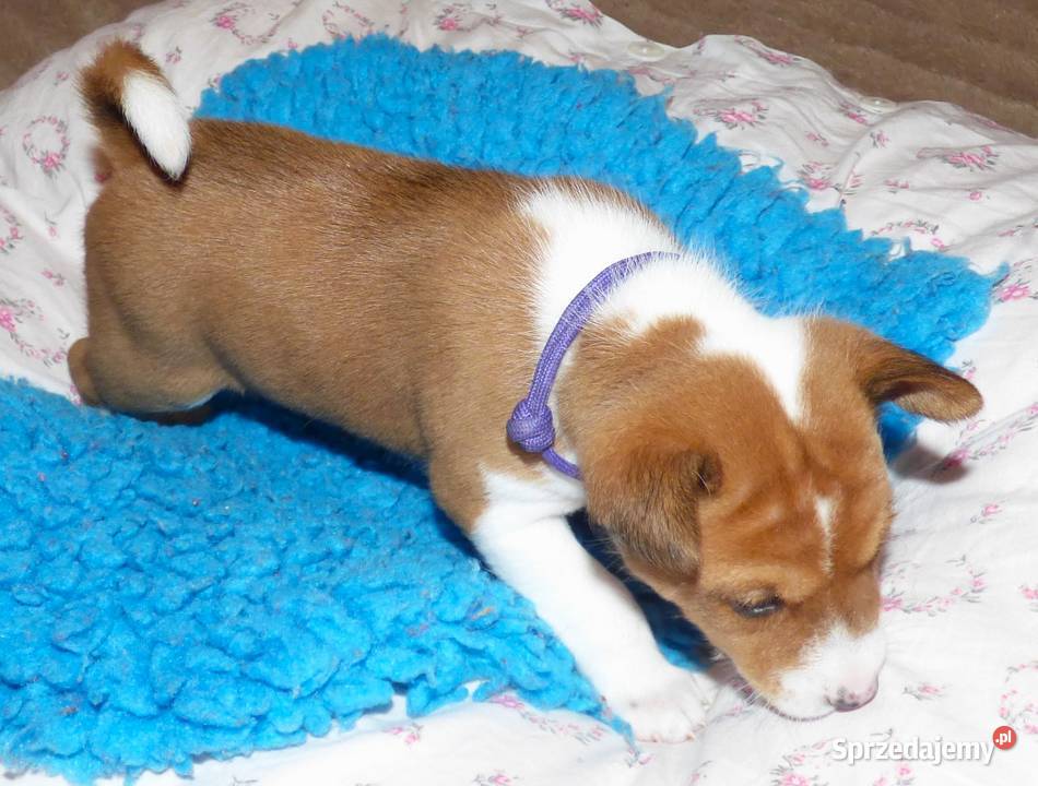 Basenji szczenię KUUME Z GREMLINKOWA Pabianice