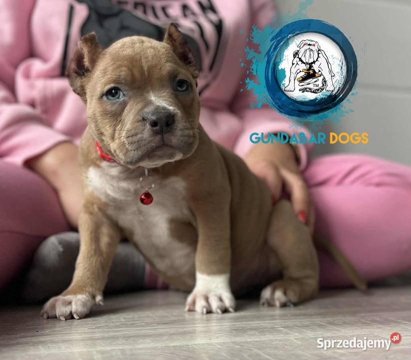 American Bully ABKC Gundabardogs Psy Koło