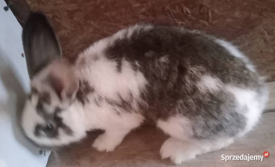 Sprzedam młodego samca mieszaniec z szrokaczem śląskie