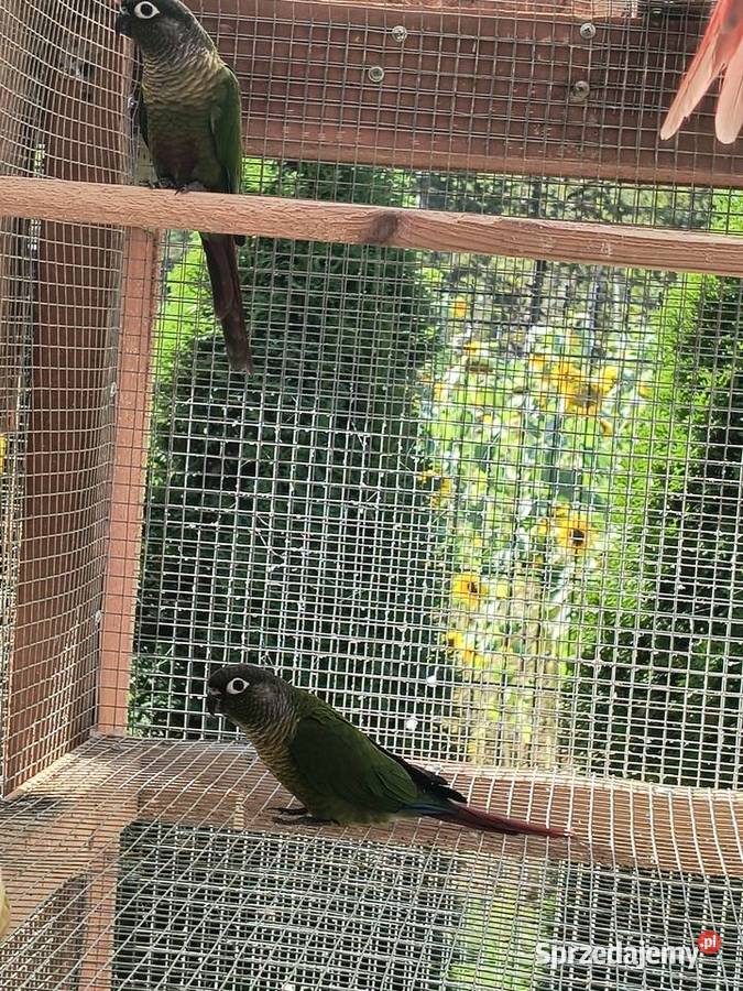 Sprzedam rudosterki Ptaki Pilawa