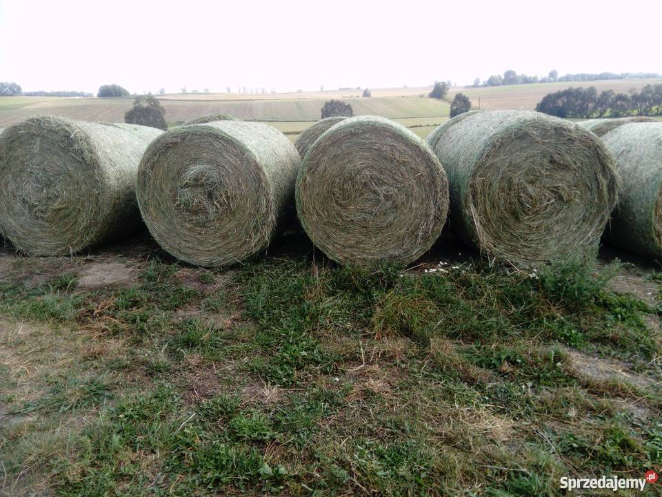 Siano w belach 120x120 Jabłonowo Pomorskie