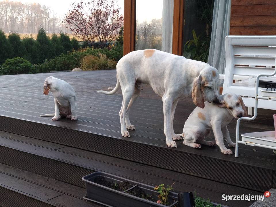 Porcelaine rodowód ZKwP FCI Warszawa