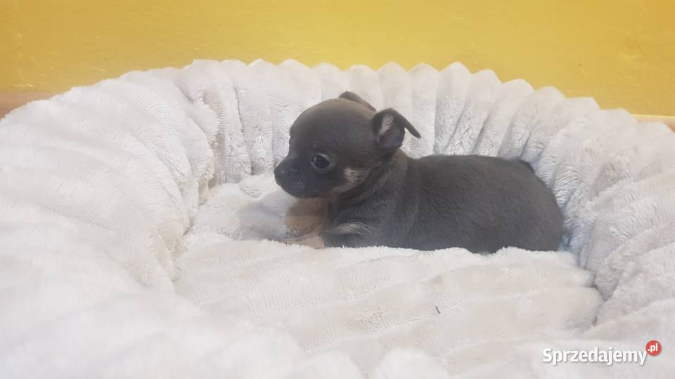 Śliczny piesek chihuahua Warszawy Płońsk