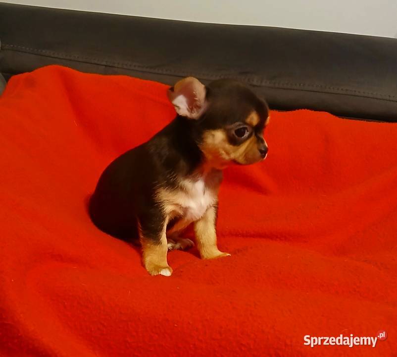 Suczka chihuahua mini sprzedam
