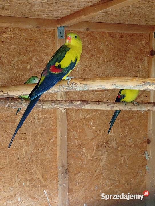Papuga górska berg Bąków sprzedam