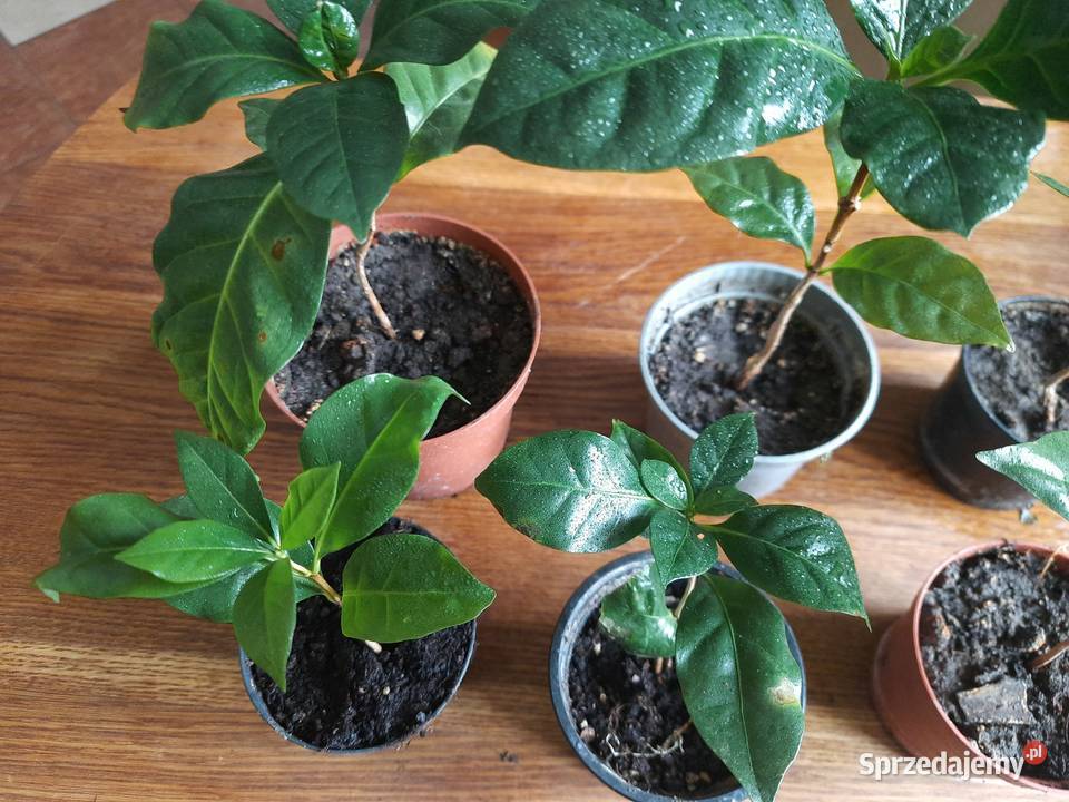 Sadzonki kawy arabika w doniczkach wysokość 2027 Morąg sprzedam