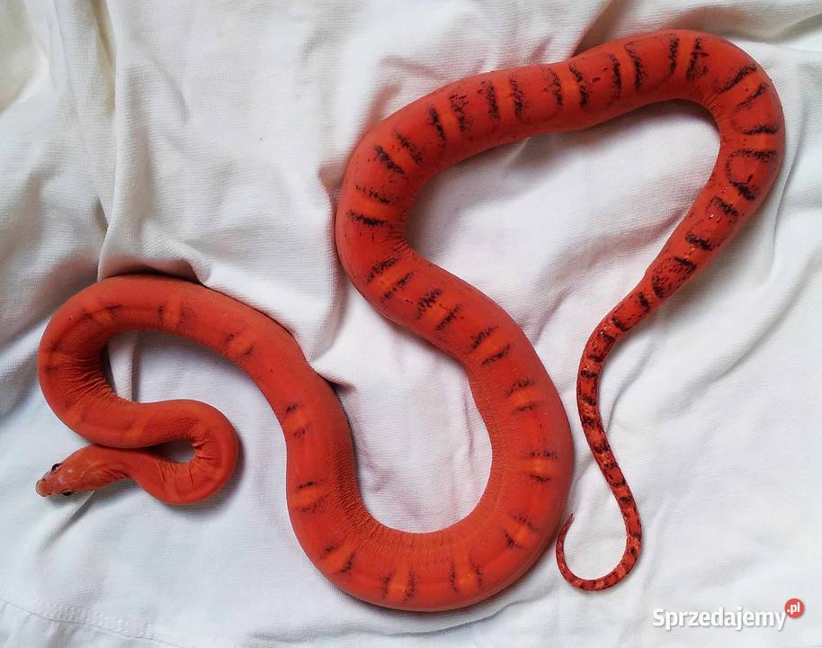 Wąż zbożowy SCALELESS węże zbożowe bezłuskie Gady i płazy Warszawa