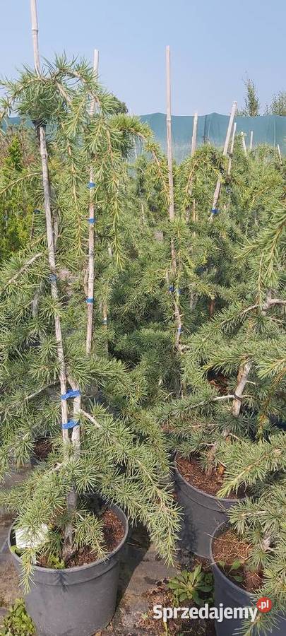 Cedr himalajski Pendula Sompolno
