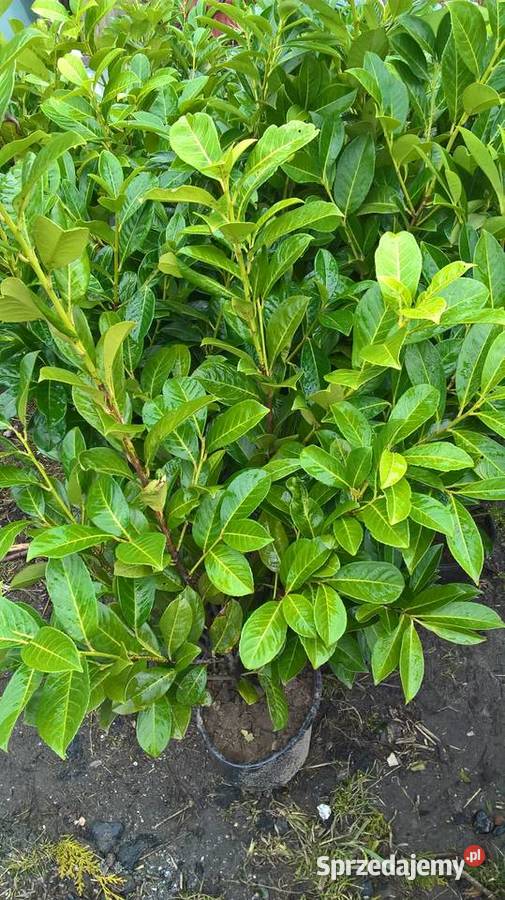 Laurowiśnia wschodnia Gotowy duży żywopłot Rośliny Mszczonów