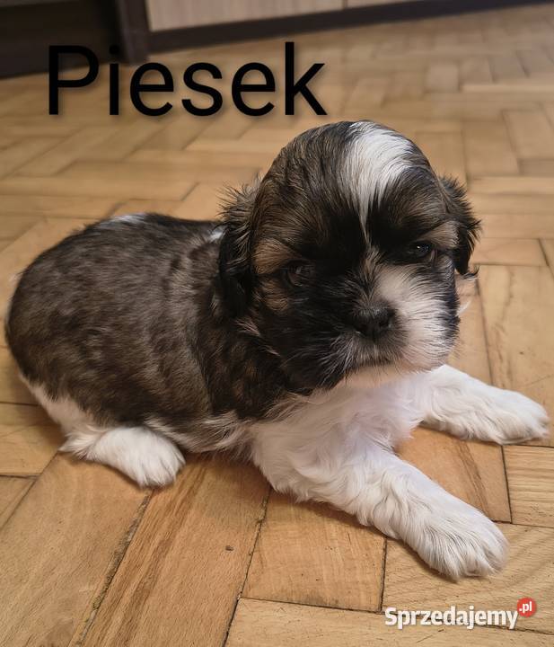 Szczenięta shih tzu z rodowodem mazowieckie Zwoleń