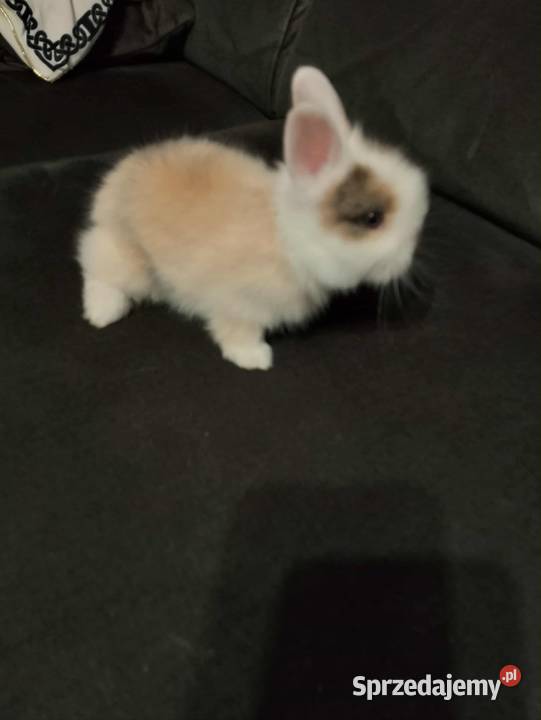 Królik miniaturka Króliki Pasym