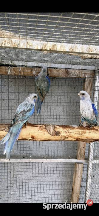 Rozelle białolice Sośnicowice sprzedam