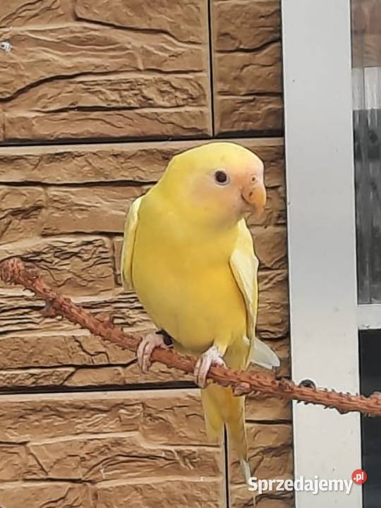 Aleksandretta śliwogłowa lutino śląskie Bystra