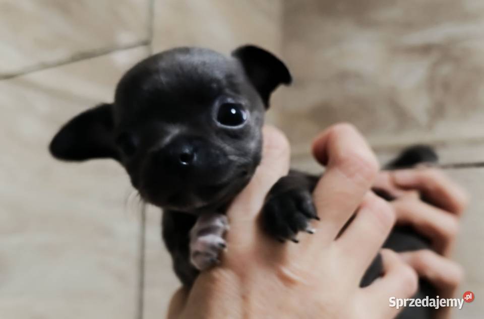 Chihuahua liliowy Warszawa