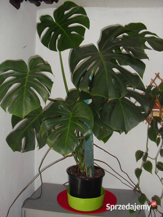 Kwiat MONSTERA Bielawa