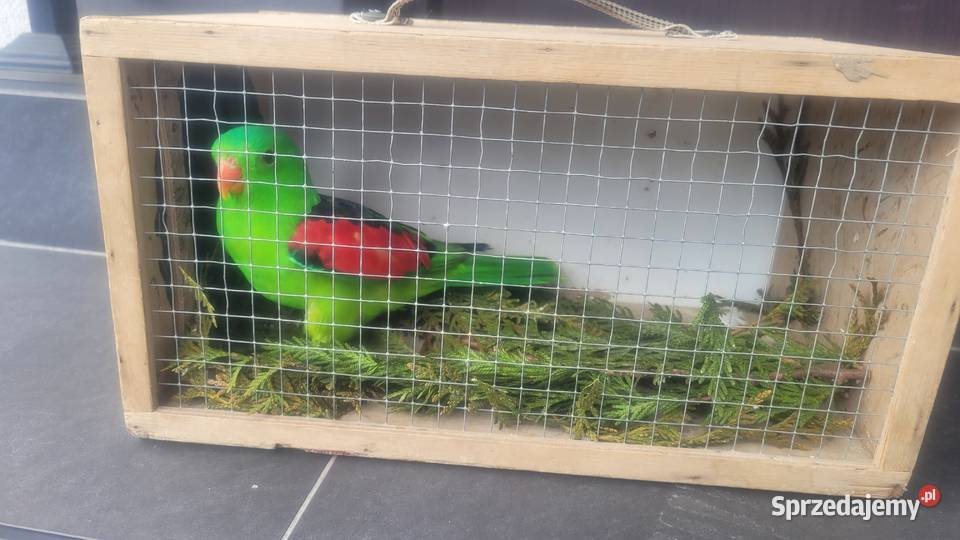 Papuga czerwonoskrzydła Ptaki Wieliczka