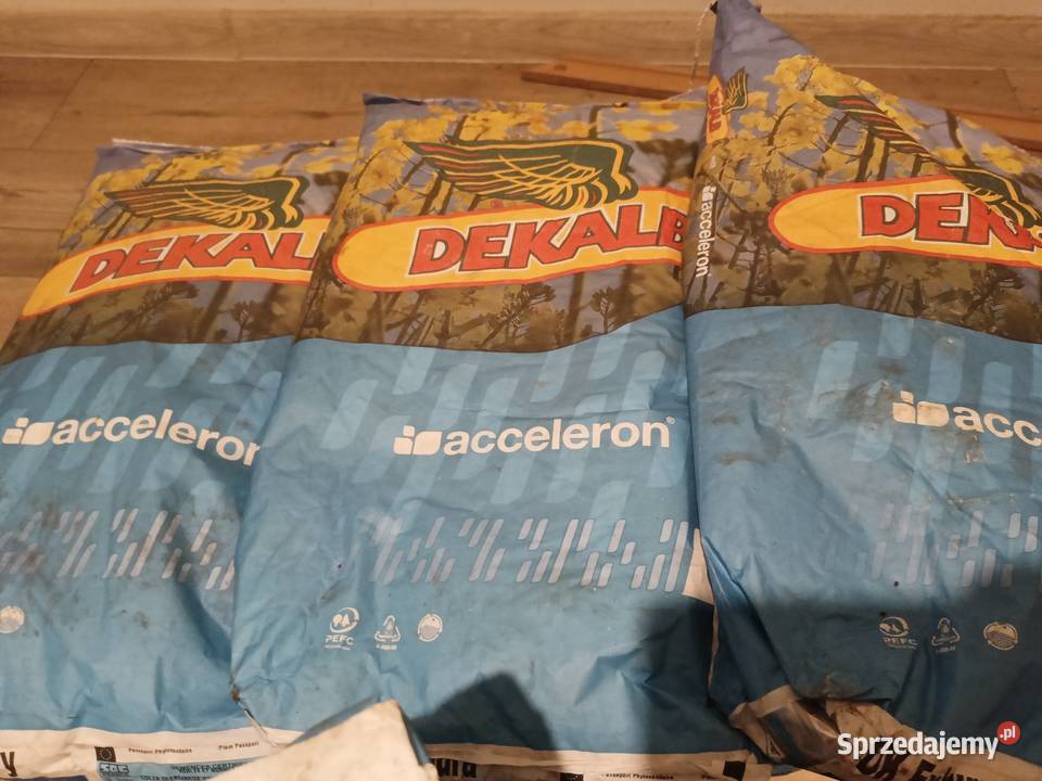 Rzepak kujawsko-pomorskie Kamień Krajeński