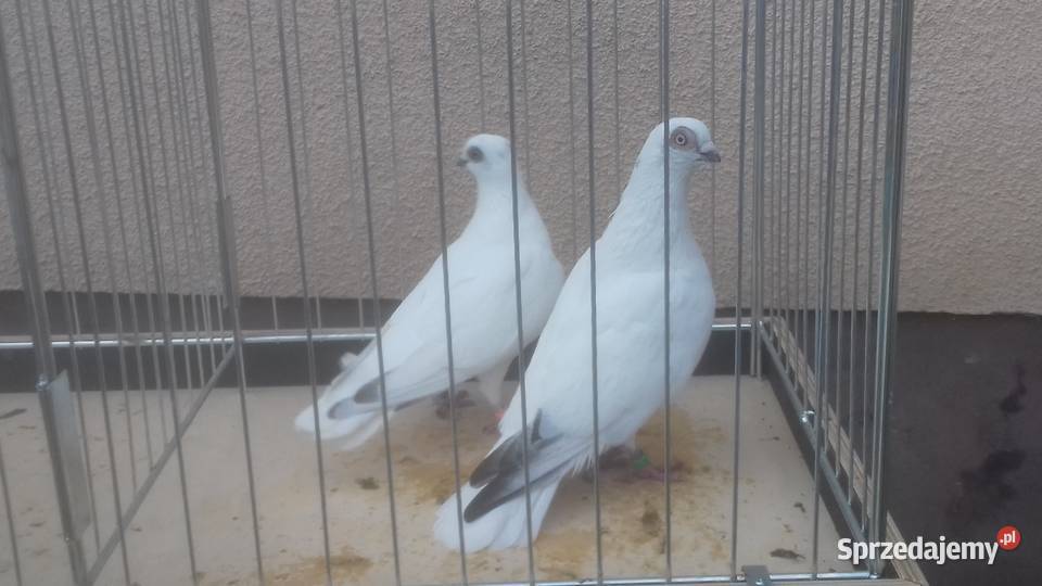 Gołębie rasowe ozdobne WINERKI Strzyżów sprzedam