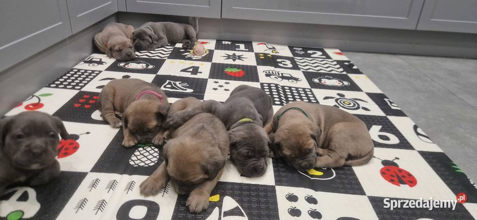 Cane Corso rodowodowe Bychawa