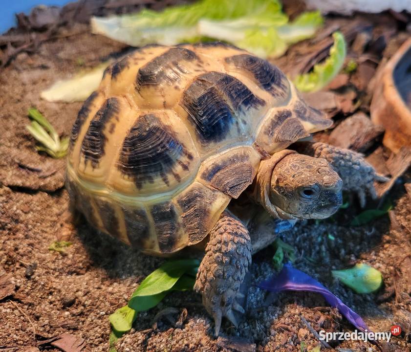 Żółw Lądowy Stepowy Sklep Zoologiczny Katowice