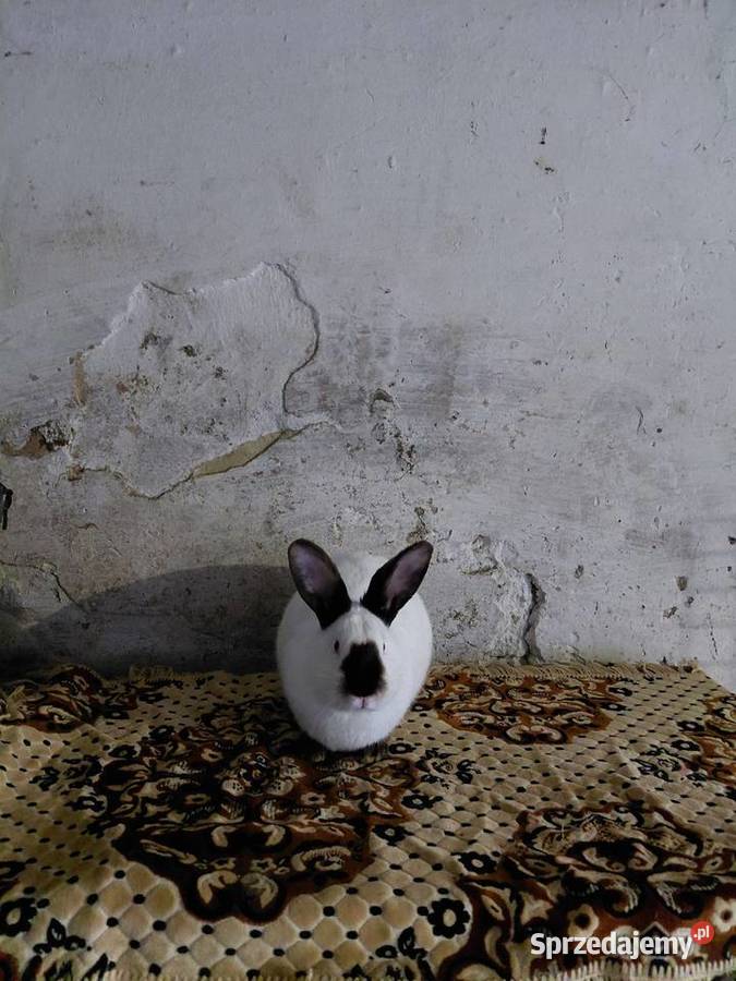 Samica Kalifnijski Czarny Obarzym sprzedam