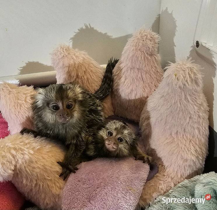 Marmozeta białoucha maluszek Pozostałe zachodniopomorskie Koszalin sprzedam