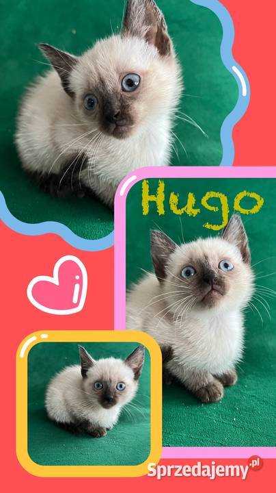 Sprzedam koty syjamskie starego Syjamski Gorzów Wielkopolski