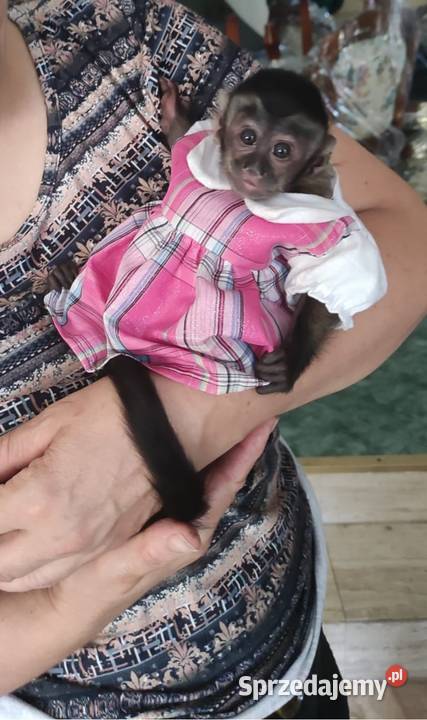 Młode małpki kapucynki Zwierzęta Bydgoszcz sprzedam