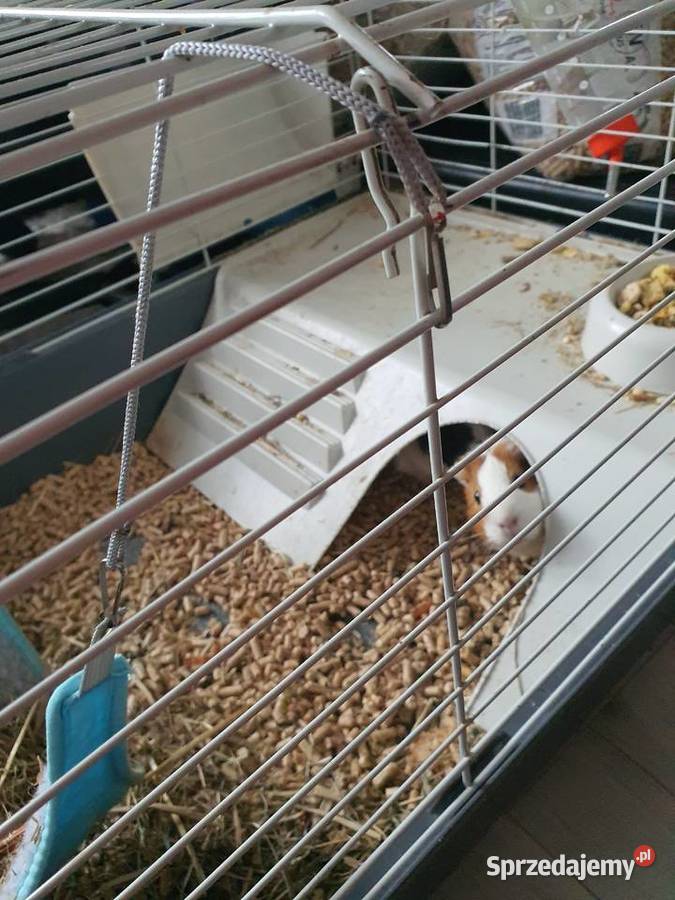 Świnka morska Kraków sprzedam