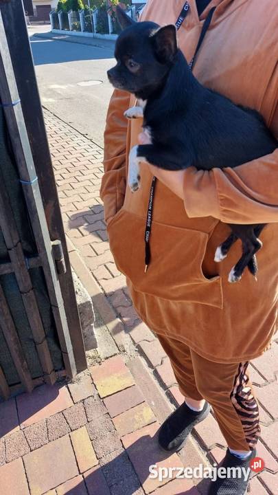 Piesek chihuahua mazowieckie Płońsk sprzedam