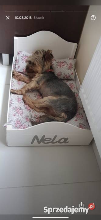 Śliczne Yorki Słupsk sprzedam