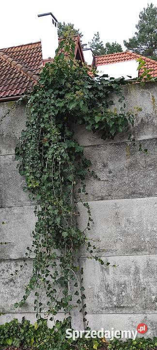 Duże bluszcze Hedera Helix 160 250 Białobrzegi sprzedam