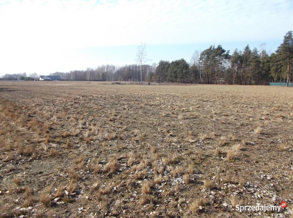 Budowlana ponad 2ha Sierzchów gmina Góra budowlana