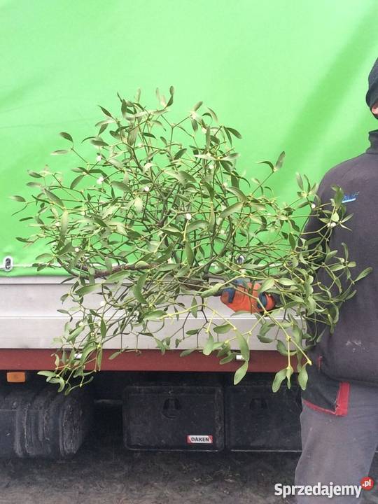 Jemioła hurt 1m3 80 Kule pęczki Transport Dużo odcienie zieleni Piotrków Trybunalski