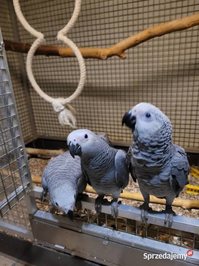 żako i amazonki Kościan sprzedam