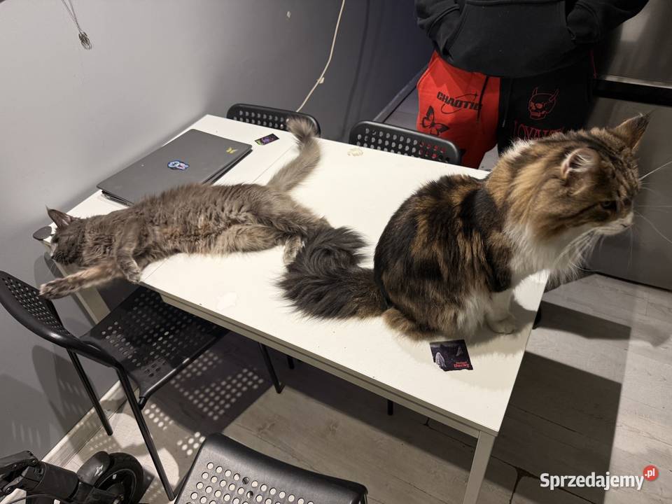 Maine Coon reproduktor sprzedam