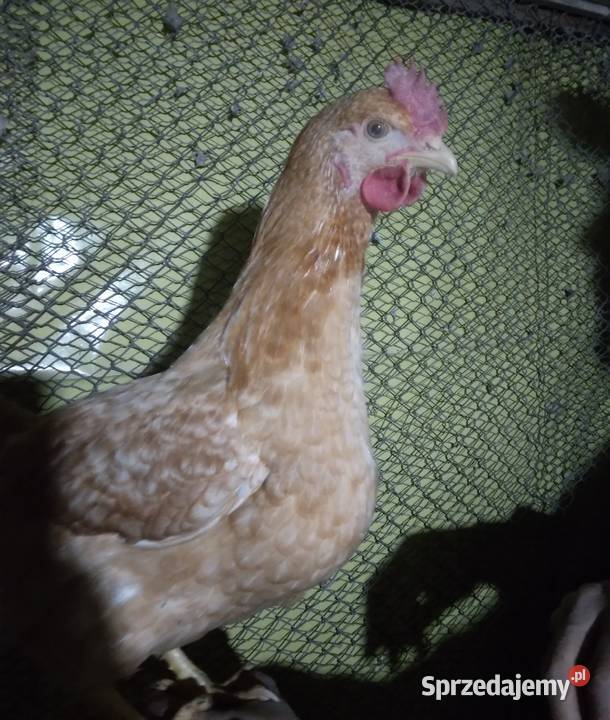 Kury nioski rosa dominant leghorn Nowa Karczma sprzedam