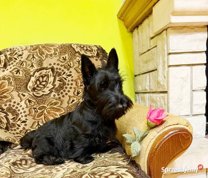 Terrier Szkocki rasowa suczka 4mce rodziny ZKwP Mińsk Mazowiecki
