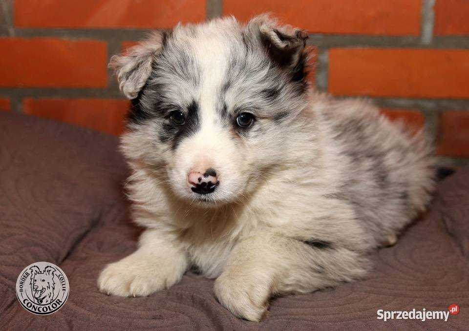 Border Collie coli szczeniak Blue Merle badania Radom sprzedam