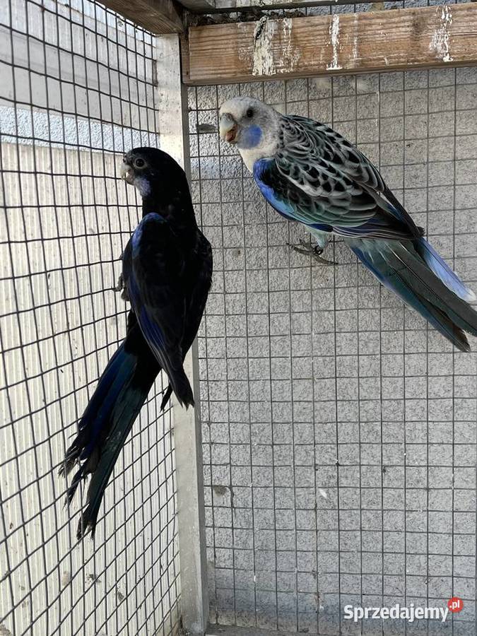 Rozelle białolice Sośnicowice sprzedam