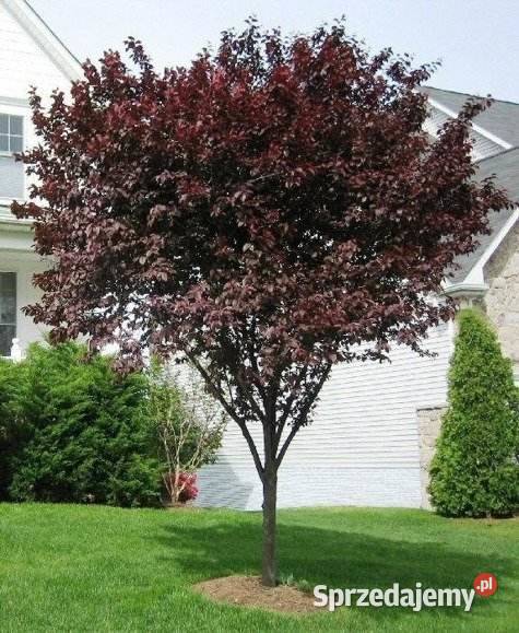 Śliwa wiśniowa Pissardii forma drzewiasta Mysłowice