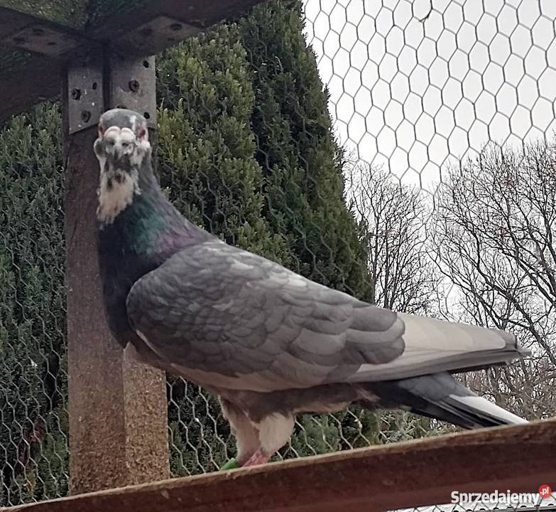 Pocztowy andaluz Głogów