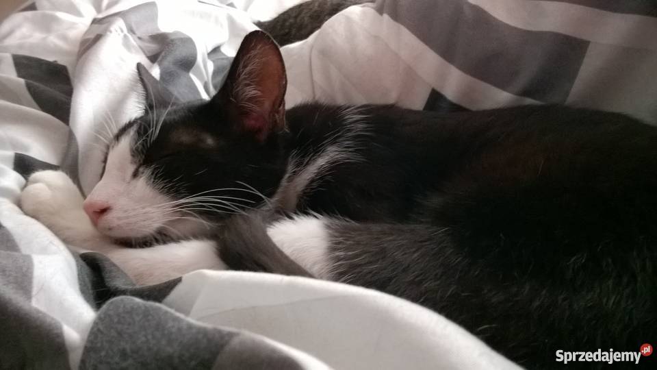Kocurek czarnobiały Sosnowiec Koty Sosnowiec sprzedam
