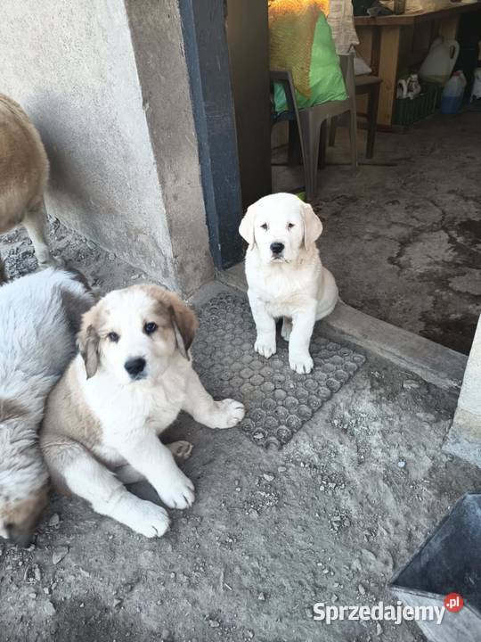 śliczna sunia owczarek środkowoazjatycki łódzkie
