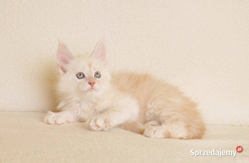 Prześliczny kocurek shaded Rodowód PZFWCF podlaskie Białystok