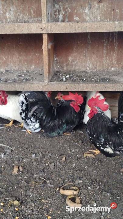 Młode kury chabo OSTATNIA PARA NA SPRZEDAŻ Plemięta