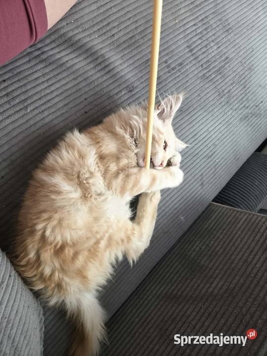 Gandalf Maine Coon Starogard Gdański