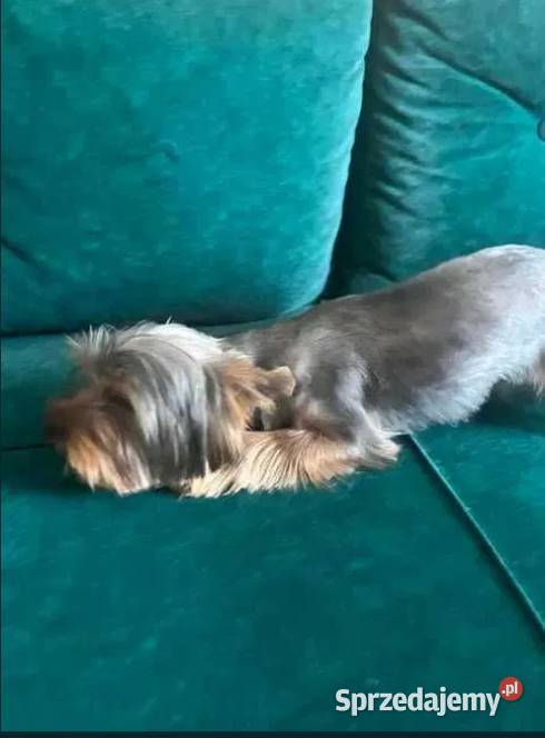 yorkshire terrier piesek 9msc